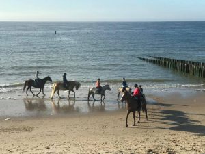Honden op strand Domburg - Paarden op strand Domburg - VisitDomburg