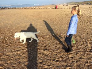 Honden op strand Domburg - VisitDomburg
